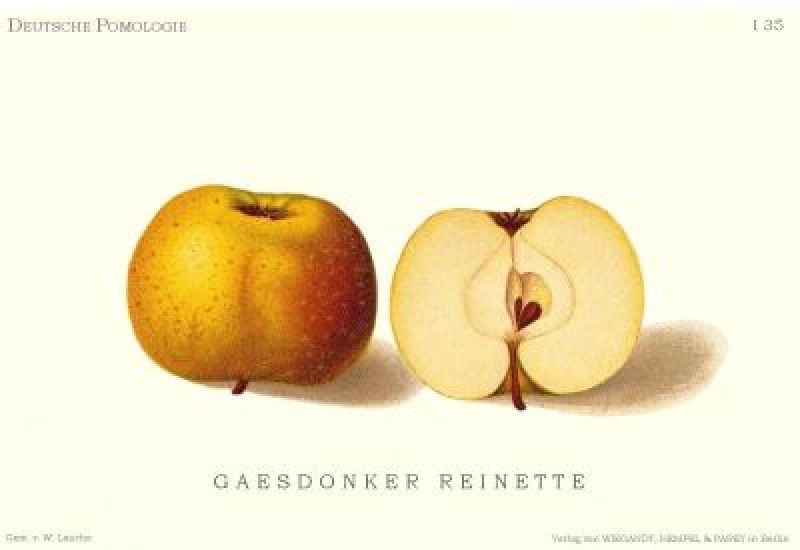 Apfelbaum Gaesdonker Renette