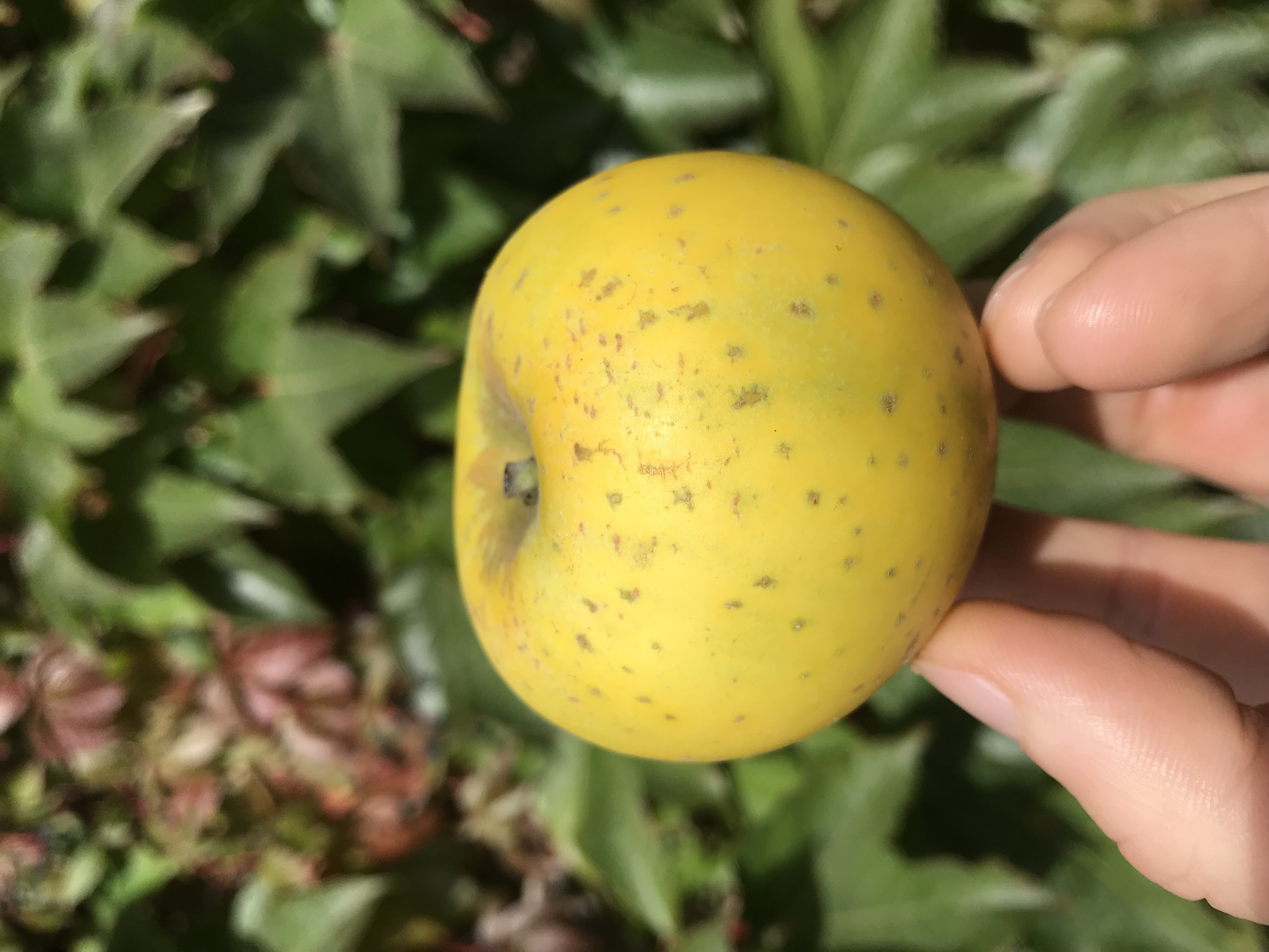 Apfelbaum  Ananasrenette