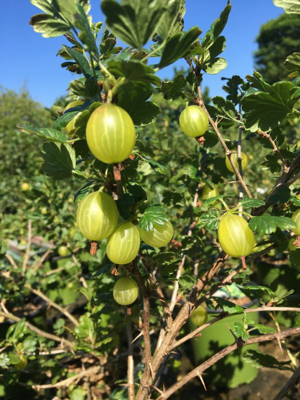 Stachelbeere Hinnonmäki gelb (ribes uva-crispa) | 100-150 Buschbaum im Topf