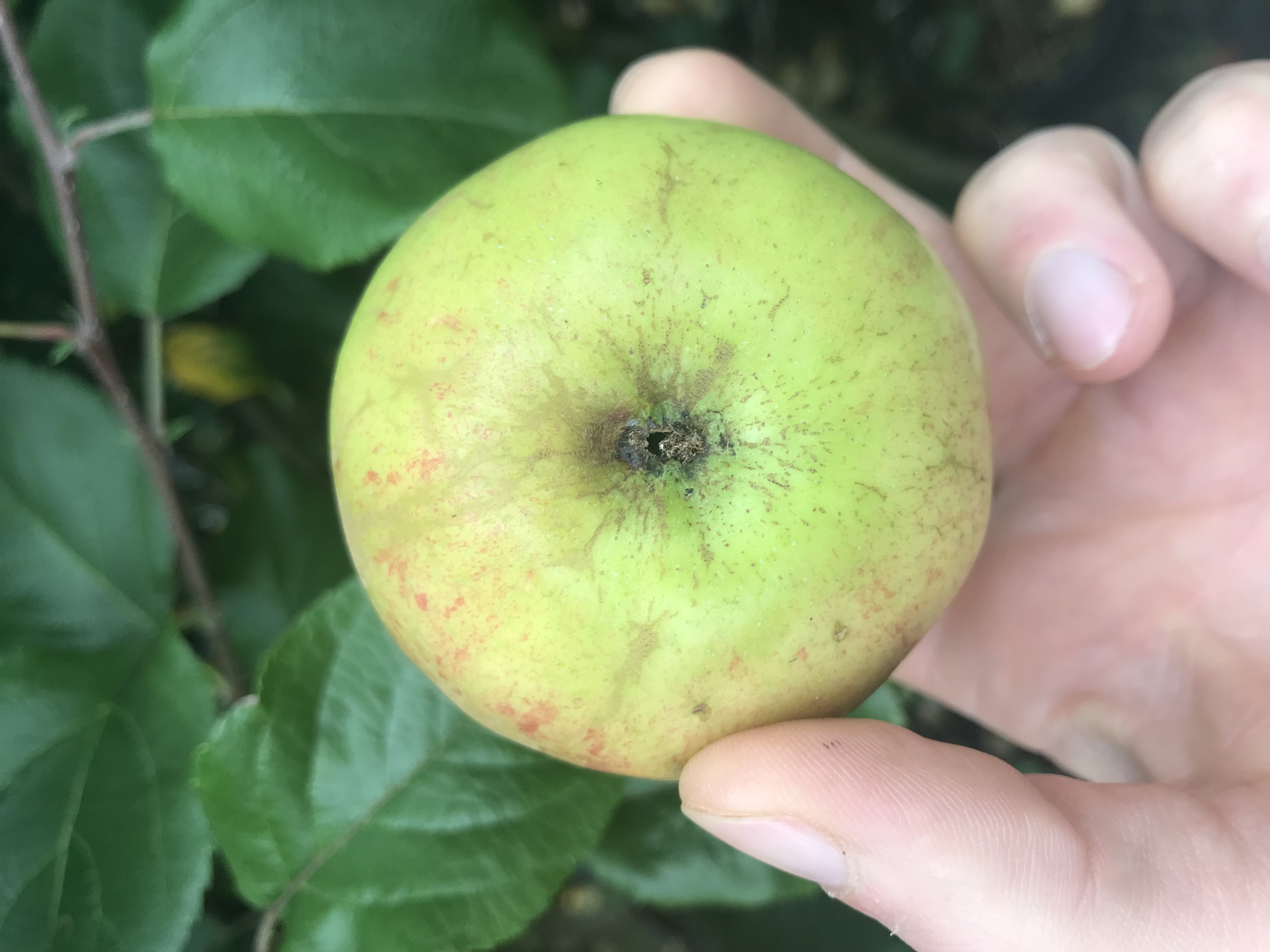 Apfelbaum Relinda