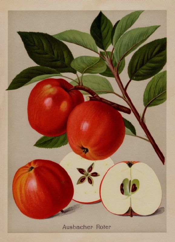 Apfelbaum Ausbacher Roter