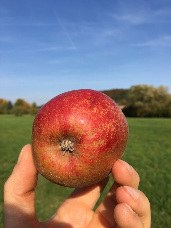 Apfelbaum Roter Boskoop