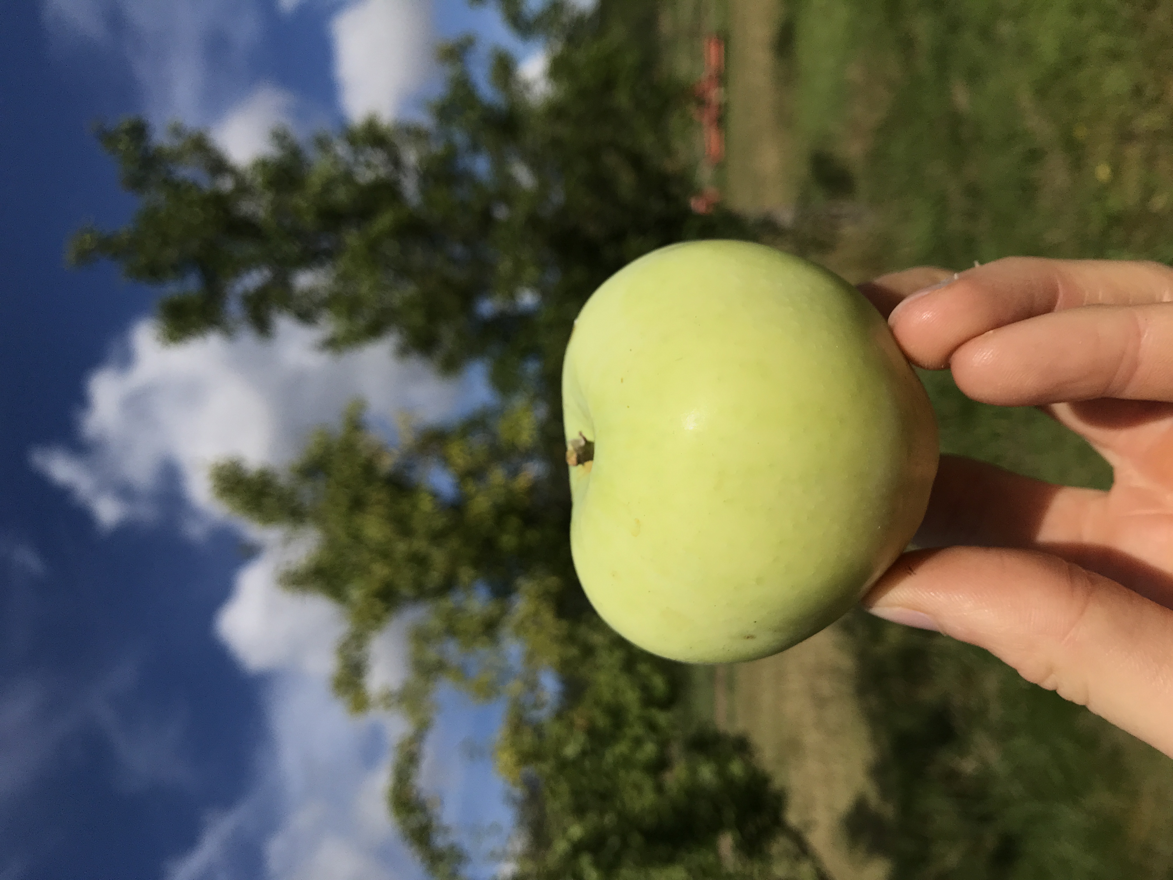 Apfelbaum Weißer Klarapfel