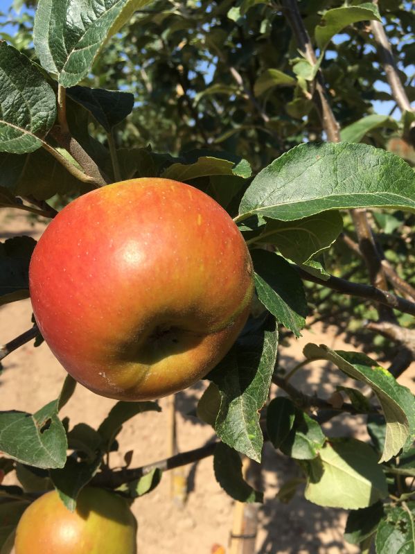 Apfelbaum Französische Goldrenette