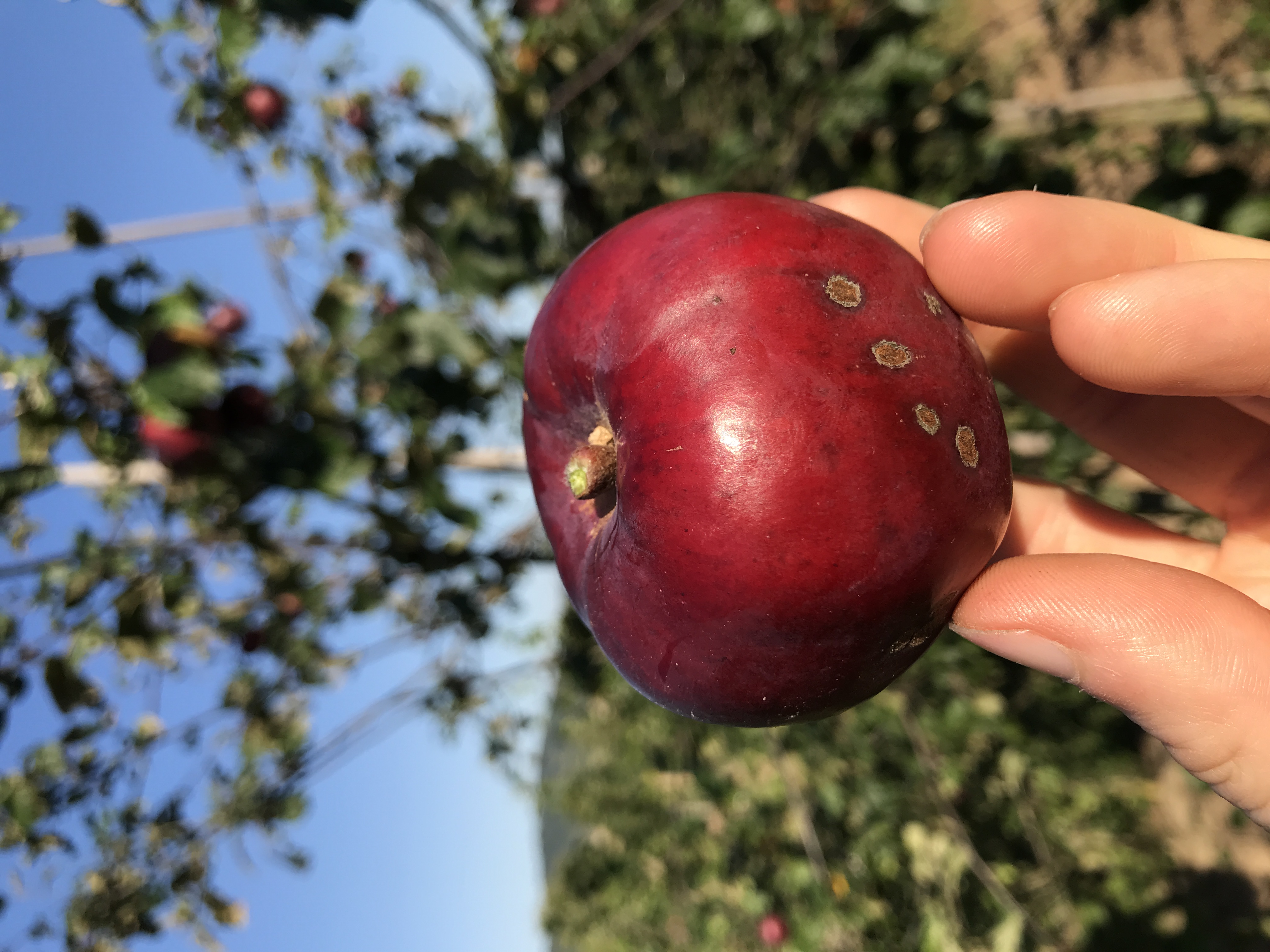 Apfelbaum Rotfleischiger aus Korna