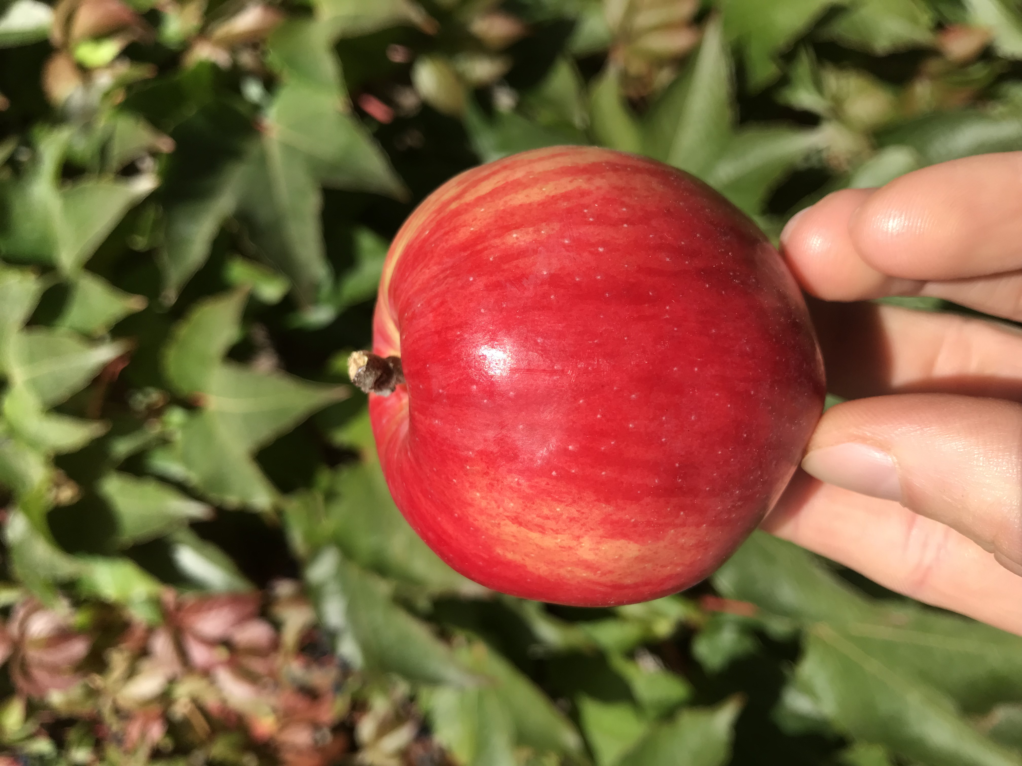 Apfelbaum Schöner aus Herrnhut