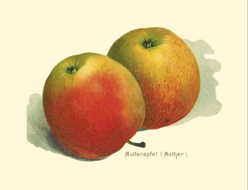 Apfelbaum Mutterapfel
