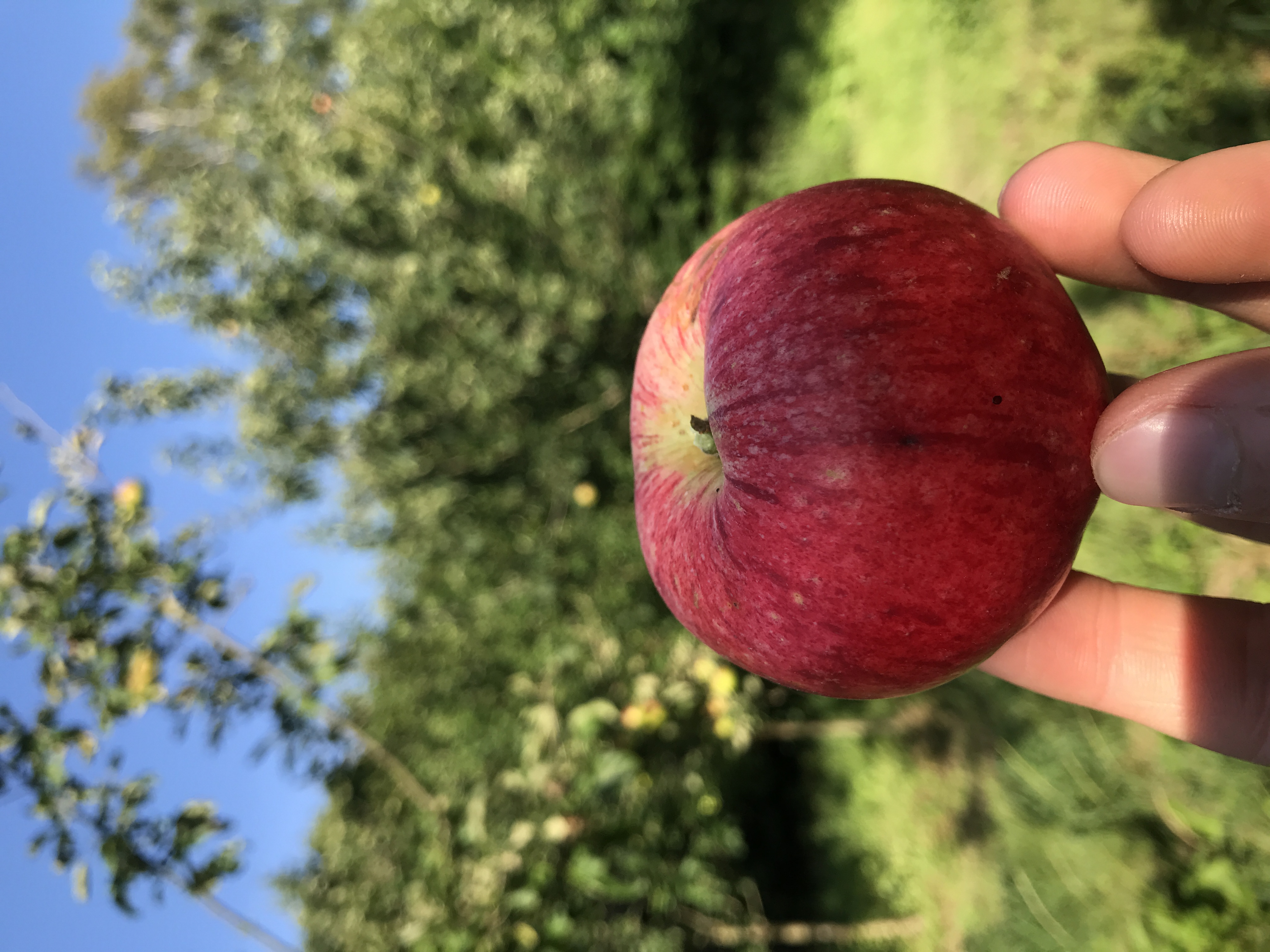 Apfelbaum Roter Münsterländer