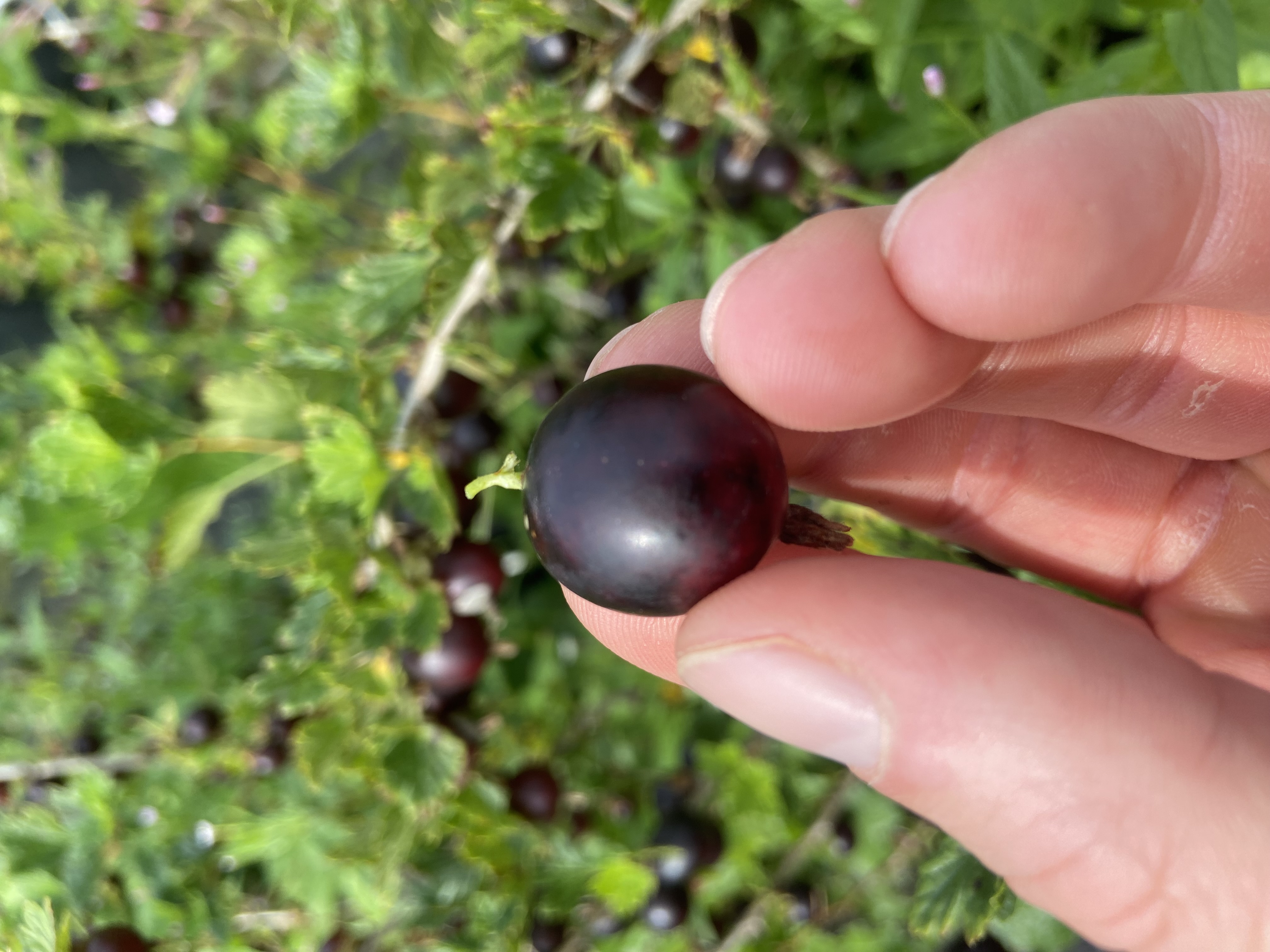 Stachelbeere Hinnonmäki rot