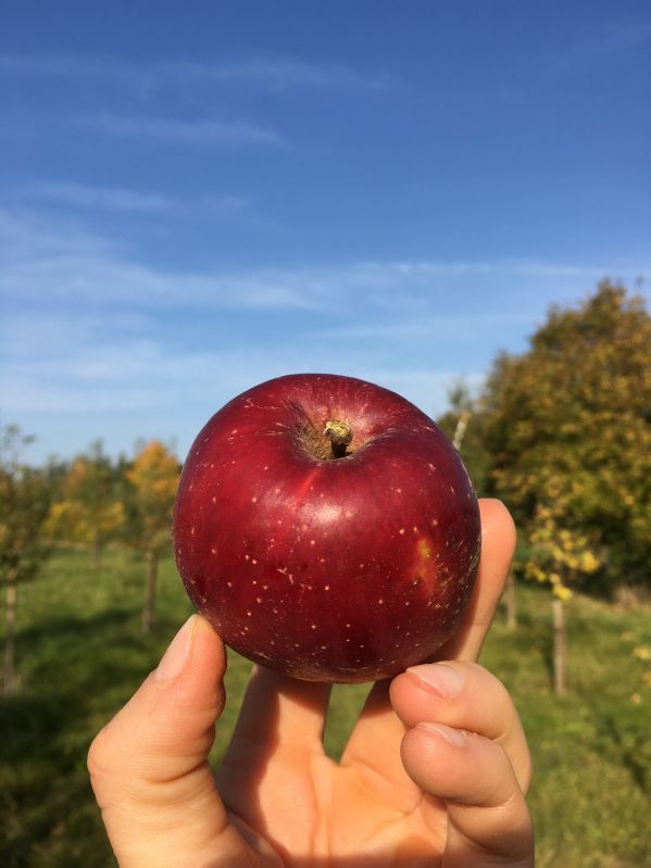 Apfelbaum Roter Eiserapfel