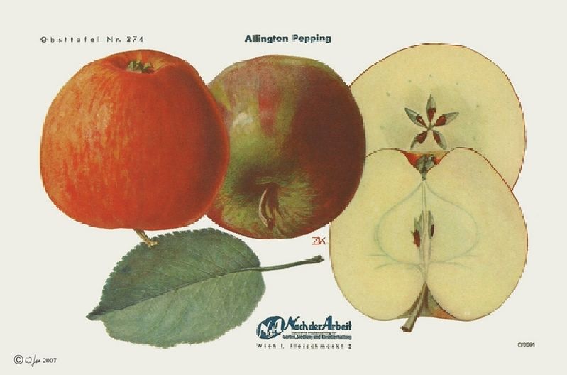 Apfelbaum Allington Pepping
