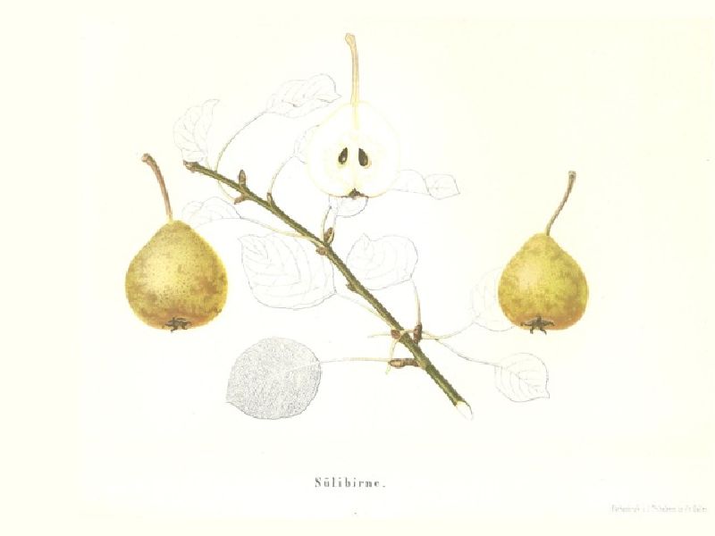 Birnbaum Sülibirne