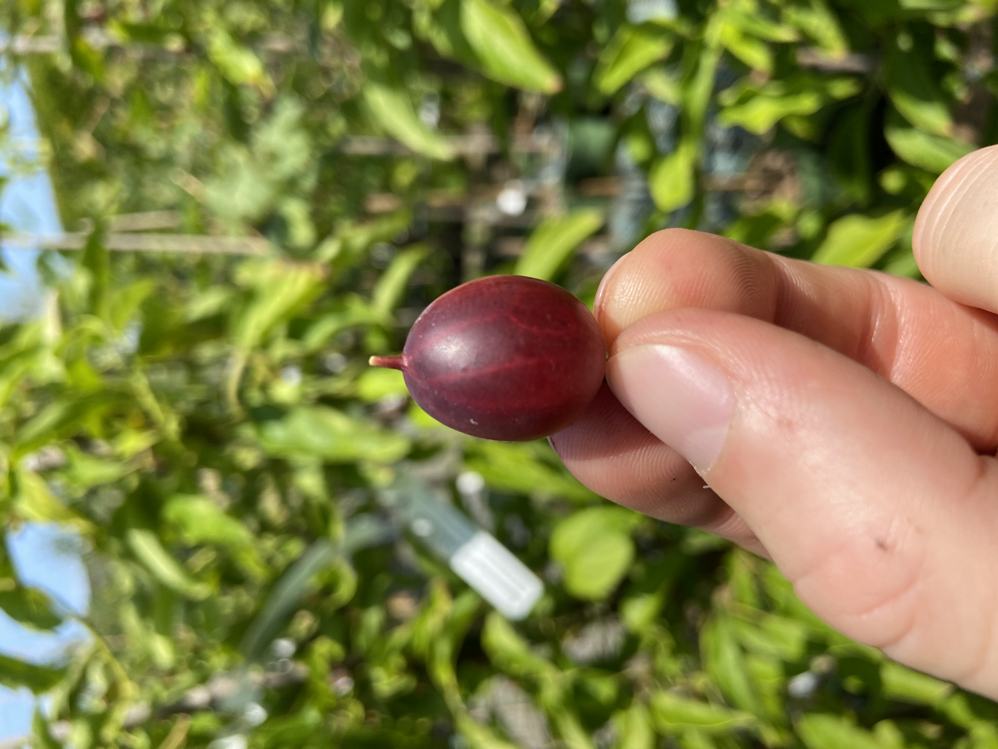 Stachelbeere Hinnonmäki rot (ribes uva-crispa) | 40-60 Strauch im Topf | Obstbäume & Gemüsepflanzen
