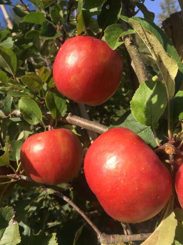 Apfelbaum Red Topaz