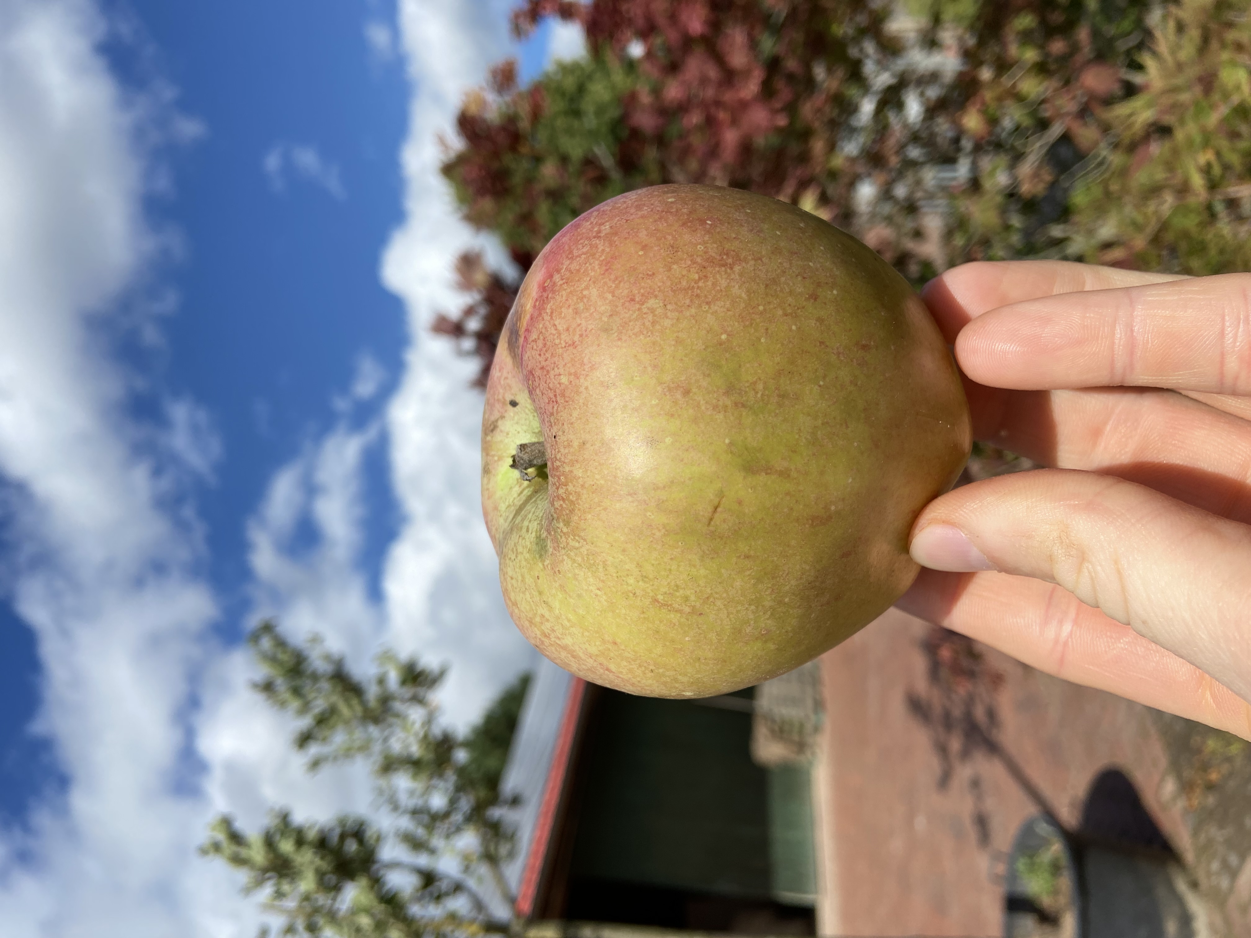 Apfelbaum Horneburger Pfannkuchenapfel